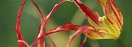 Tulipa Acuminata