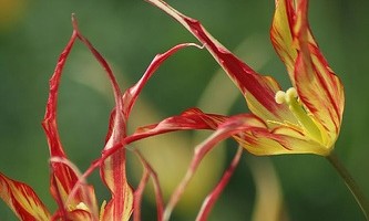 Tulipa Acuminata