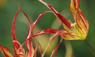 Tulipa Acuminata