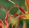 Tulipa Acuminata