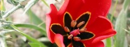 Tulipa Agenensis