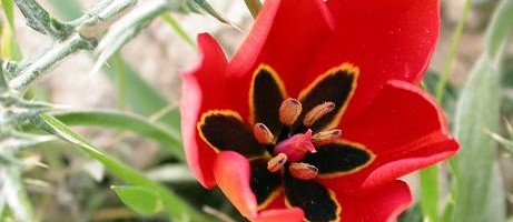 Tulipa Agenensis