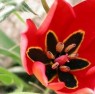Tulipa Agenensis