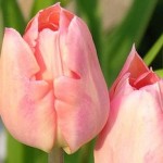 Tulipan Apricot Beauty