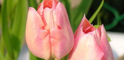 Tulipa Apricot Beauty