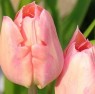 Tulipa Apricot Beauty