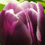 Tulipan Arabian Mystery