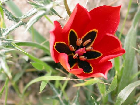 Tulipan Agenensis