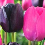 Pielęgnacja tulipanów po przekwitnięciu