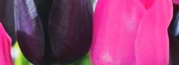 Kwitnienie tulipanów
