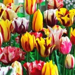 Rodzaje tulipanów
