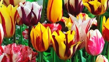 Rodzaje i odmiany tulipanów