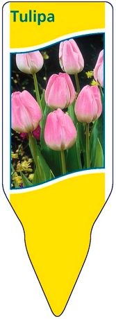 Sadzenie tulipanów - oznaczenie