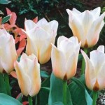Sadzenie tulipanów – krok po kroku