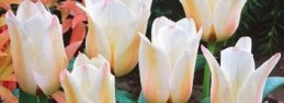 Sadzenie tulipanów
