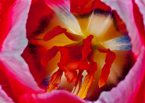 Systematyka tulipana ogrodowego