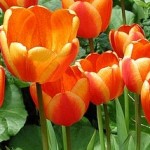 Tulipan Apeldoorn’s Elite