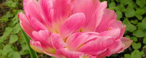 Tulipa Angelique
