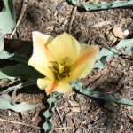 Choroby tulipanów i szkodniki oraz zapobieganie