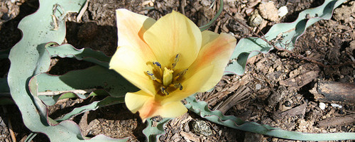 Tulipan - choroby i szkodniki