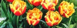Tulipan uprawa