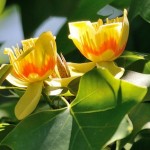 Tulipanowiec – tulipany na drzewie