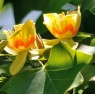 Tulipanowiec