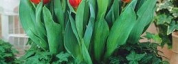 Tulipany w donicy