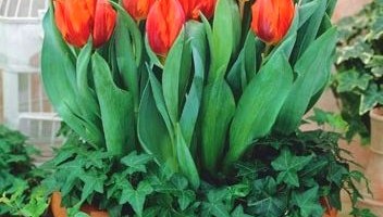 Tulipany w donicy