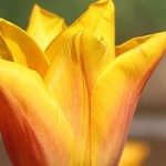 Tulipan Calypso