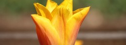 Tulipa Calypso