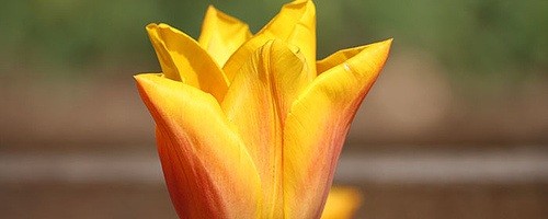 Tulipa Calypso