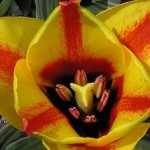 Tulipan Cape Cod