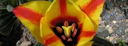 Tulipa Cape Cod