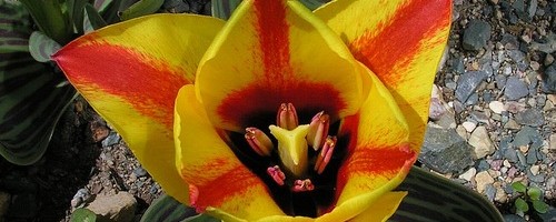 Tulipa Cape Cod