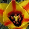 Tulipa Cape Cod