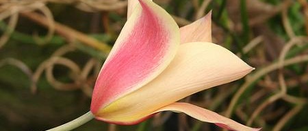Tulipa Cynthia