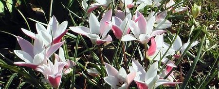 Tulipa Lady Jane