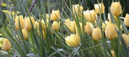 Tulipa batalinii