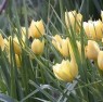 Tulipa batalinii