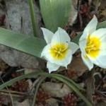 Tulipan Biflora