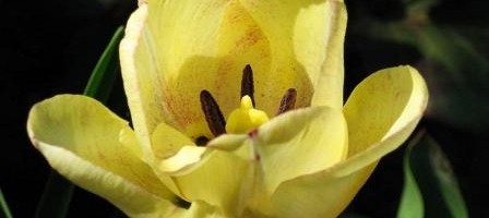 Tulipa Butkovii