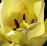 Tulipa Butkovii