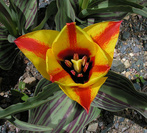 Tulipan Cape Cod
