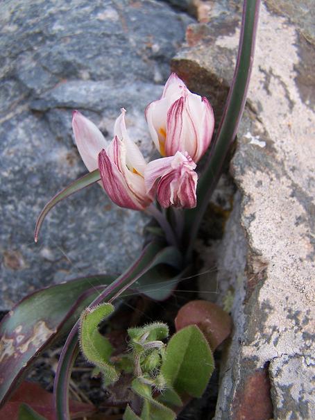 Tulipan Cretica
